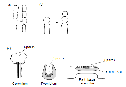476_Reproduction in the dikarya  Ascomycota.png